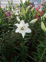 [5389 Signum VZ No02.JPG]